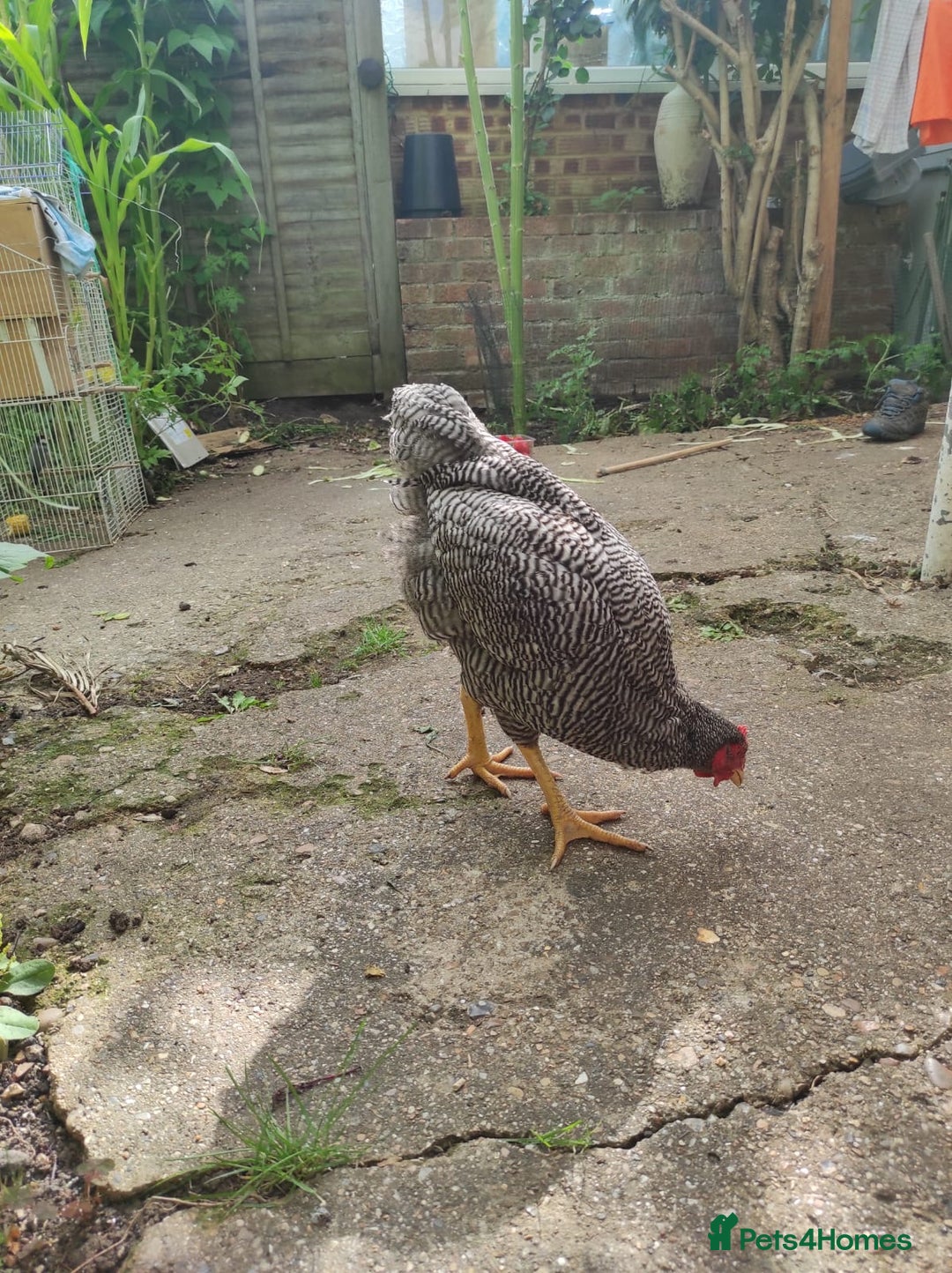 Chickens poultry for sale: Young Chickens for sale - Image 4