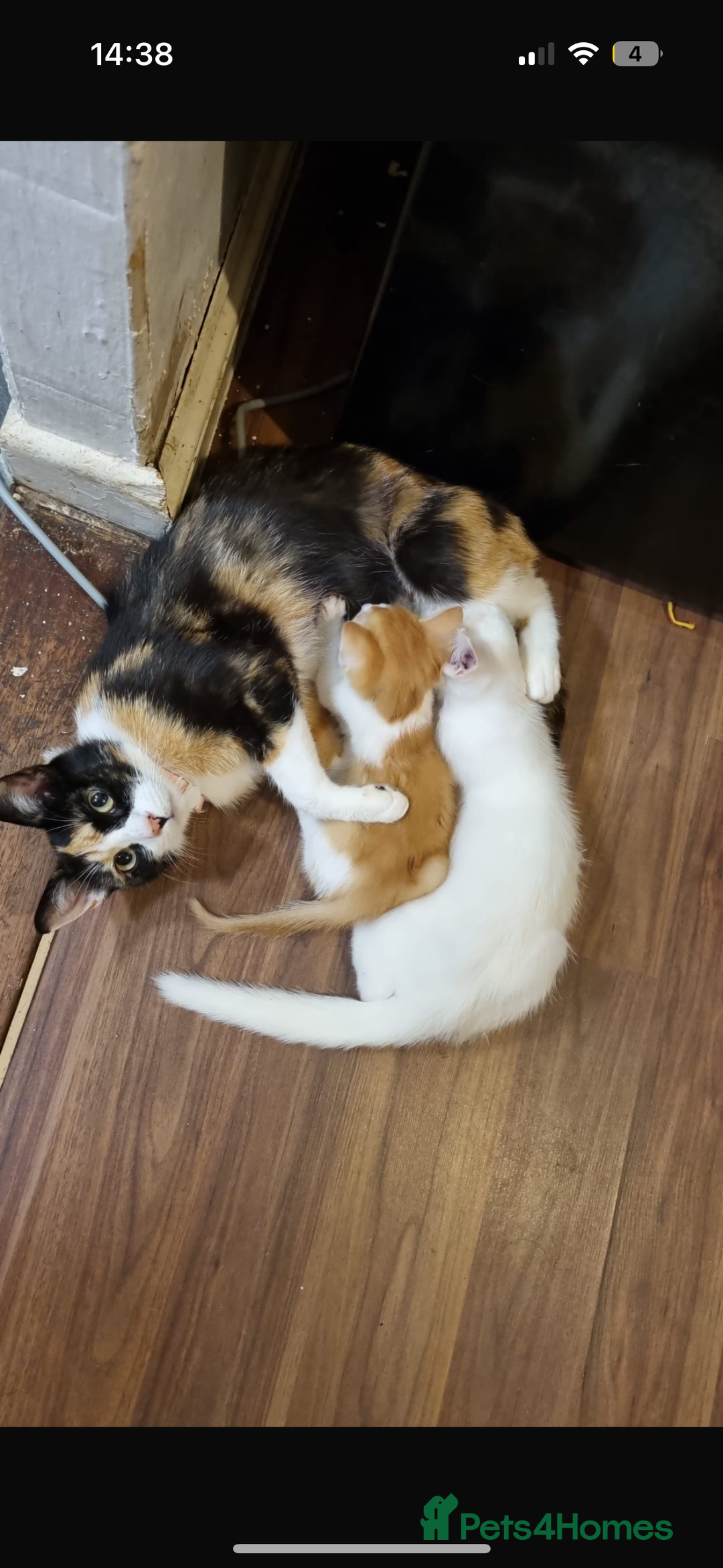 Domestic Shorthair cats for sale: READY TO GO  - Image 7