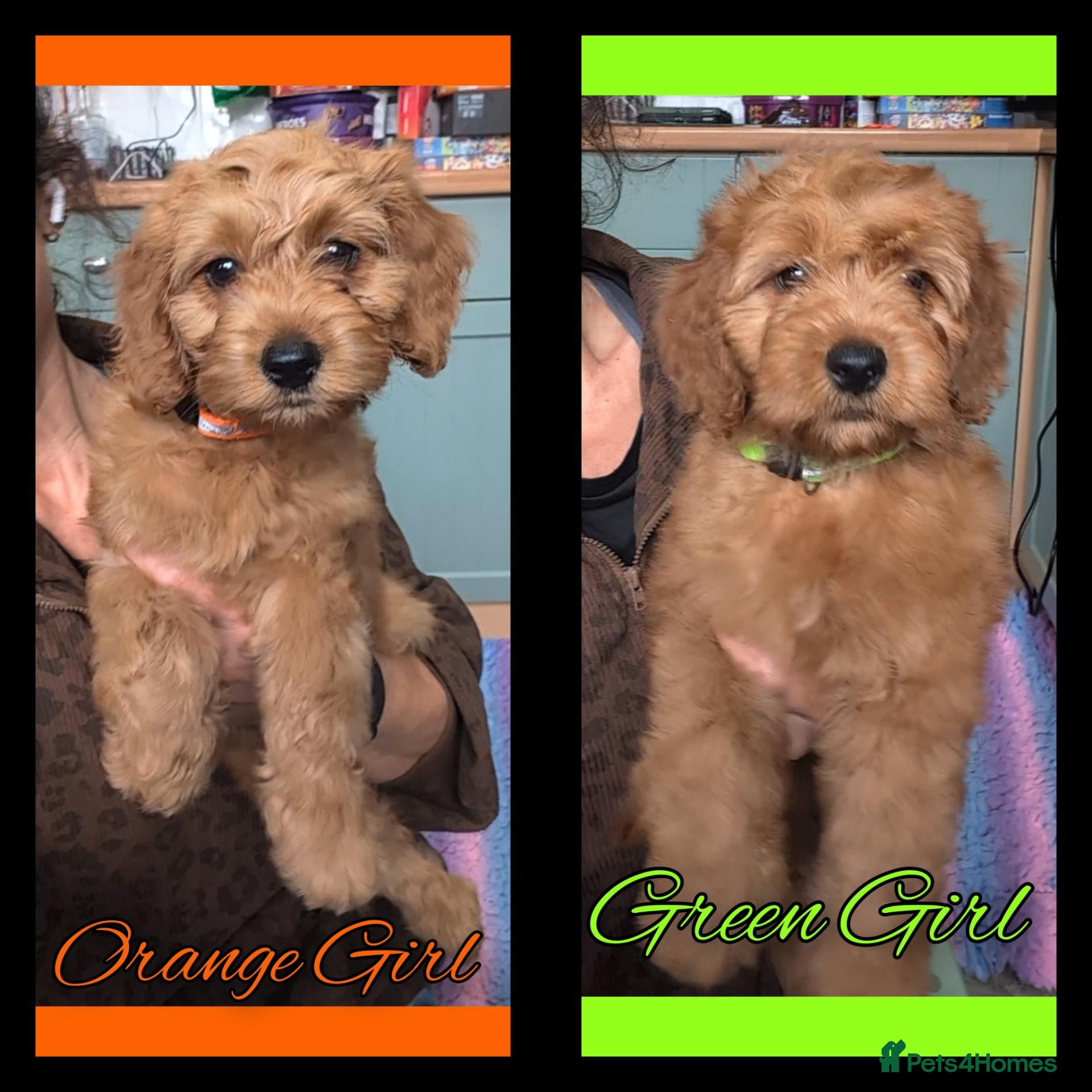 Cockapoo dogs for sale: READY NOW 2 x Red Cockapoo Girls For Sale - Advert 1