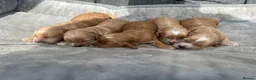 Cocker Spaniel dogs for sale: Working cocker spaniel puppies  in Worcester - Advert 3