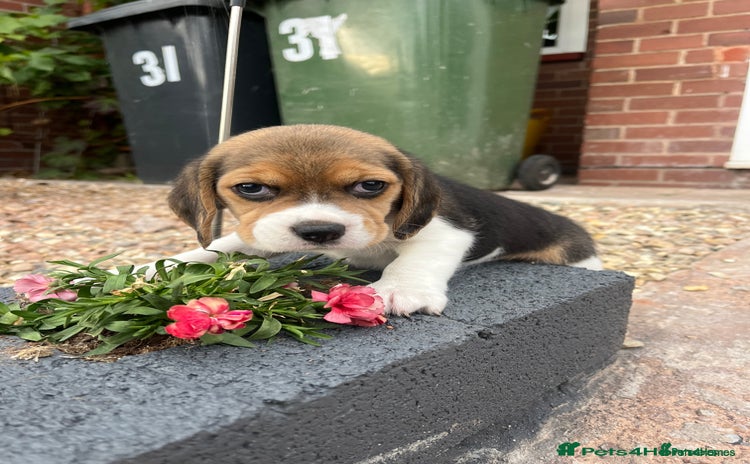 Beagle dogs - Advert 3