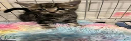Bengal cats for sale: Tabby bengal X kittens  - Advert 1
