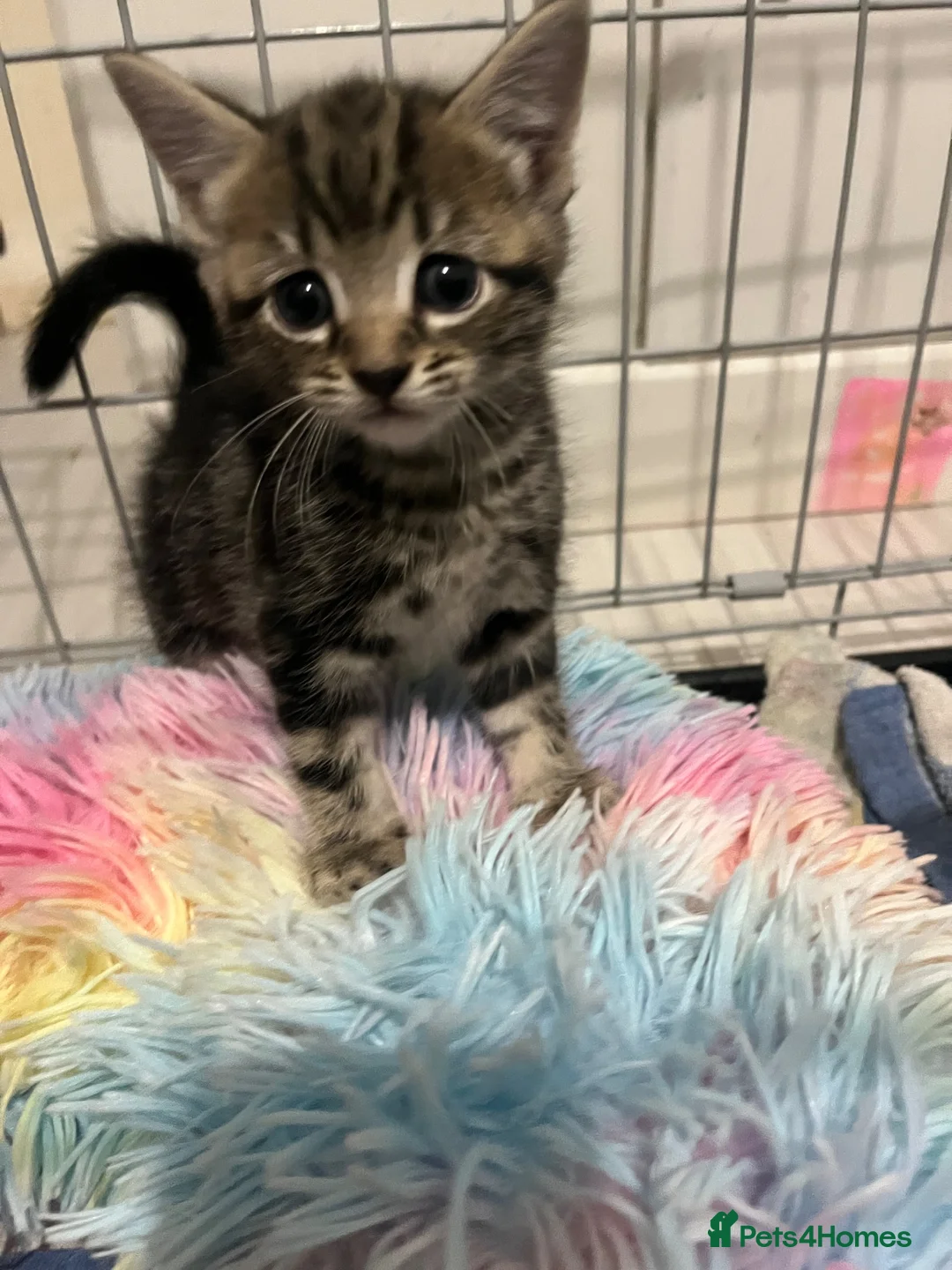 Bengal cats for sale: Tabby bengal X kittens  - Advert 1