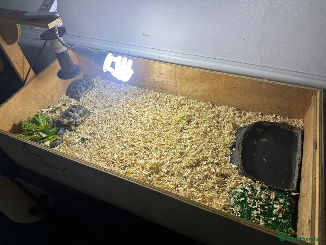 Tortoise reptiles for sale: 2 spurthighed tortoises.  - Advert 2