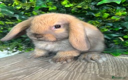 Mini Lop rabbits for sale: BEAUTIFUL BABY MINI LOP BUNNIES  - Image 2