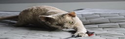 Devon Rex cats for sale: Devon Rex beautiful and healthy girl 2 years old  - Advert 8