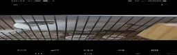 Finches birds for sale: Baby zebra finches  in Wigan - Advert 4