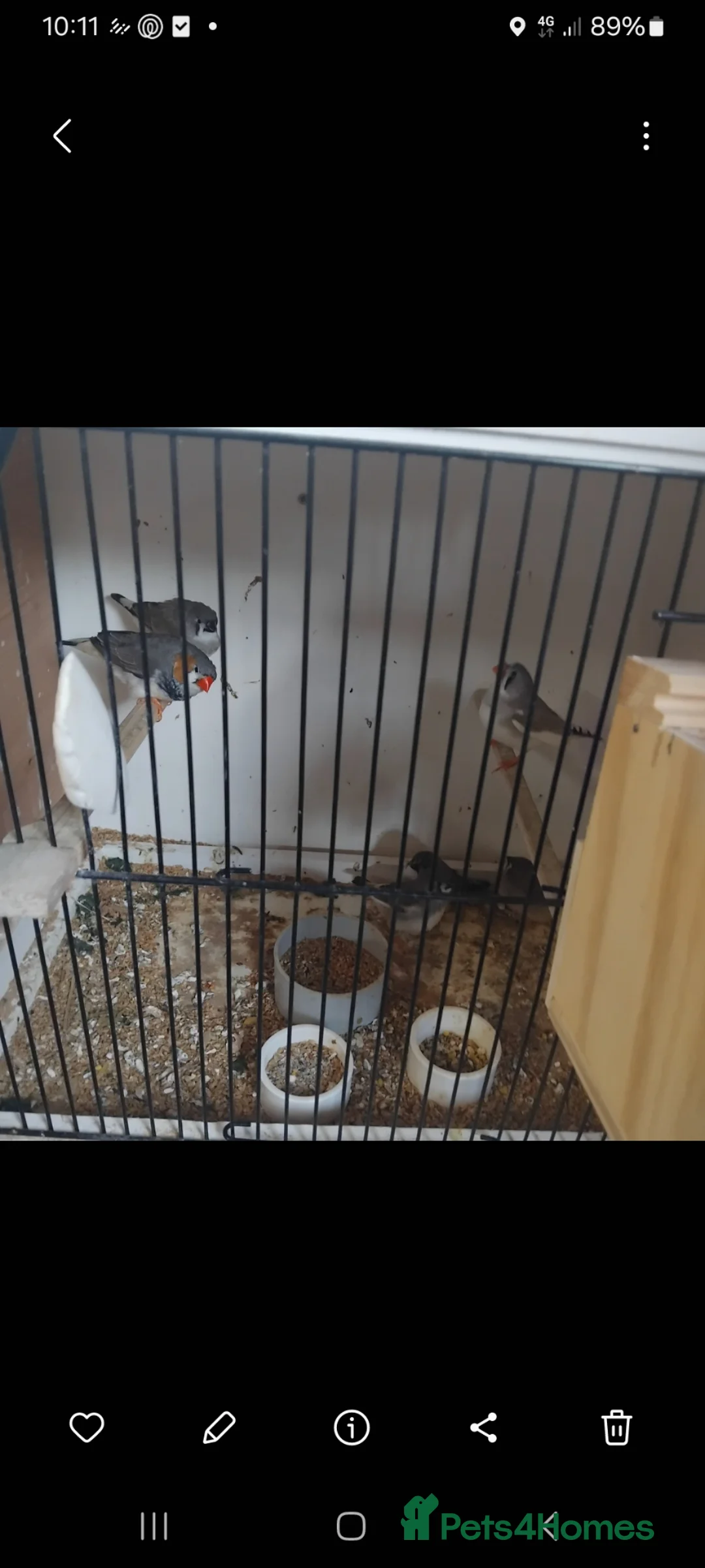 Finches birds for sale: Baby zebra finches  in Wigan - Advert 4