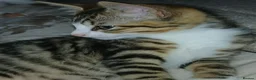 Mixed Breed cats for sale: 3 beautiful kittens - Advert 6