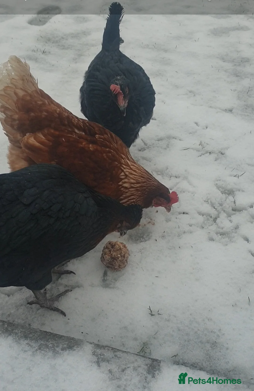 Chickens poultry for sale: 3 laying hens for sale  in Wirral - Advert 1