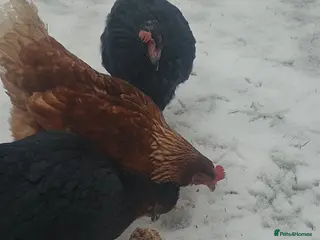 Chickens poultry 3 laying hens for sale - Advert 1