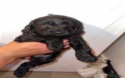 Cockapoo dogs for sale: 3 beautiful toy cockapoos  - Image 14
