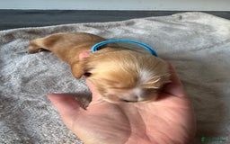 Cocker Spaniel dogs for sale: Stunning KC show cocker spaniels  - Image 6