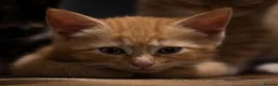 Mixed Breed cats for sale: Two ginger females in Shefford - Advert 5
