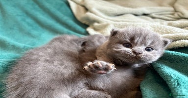 British Shorthair cats - Advert 10