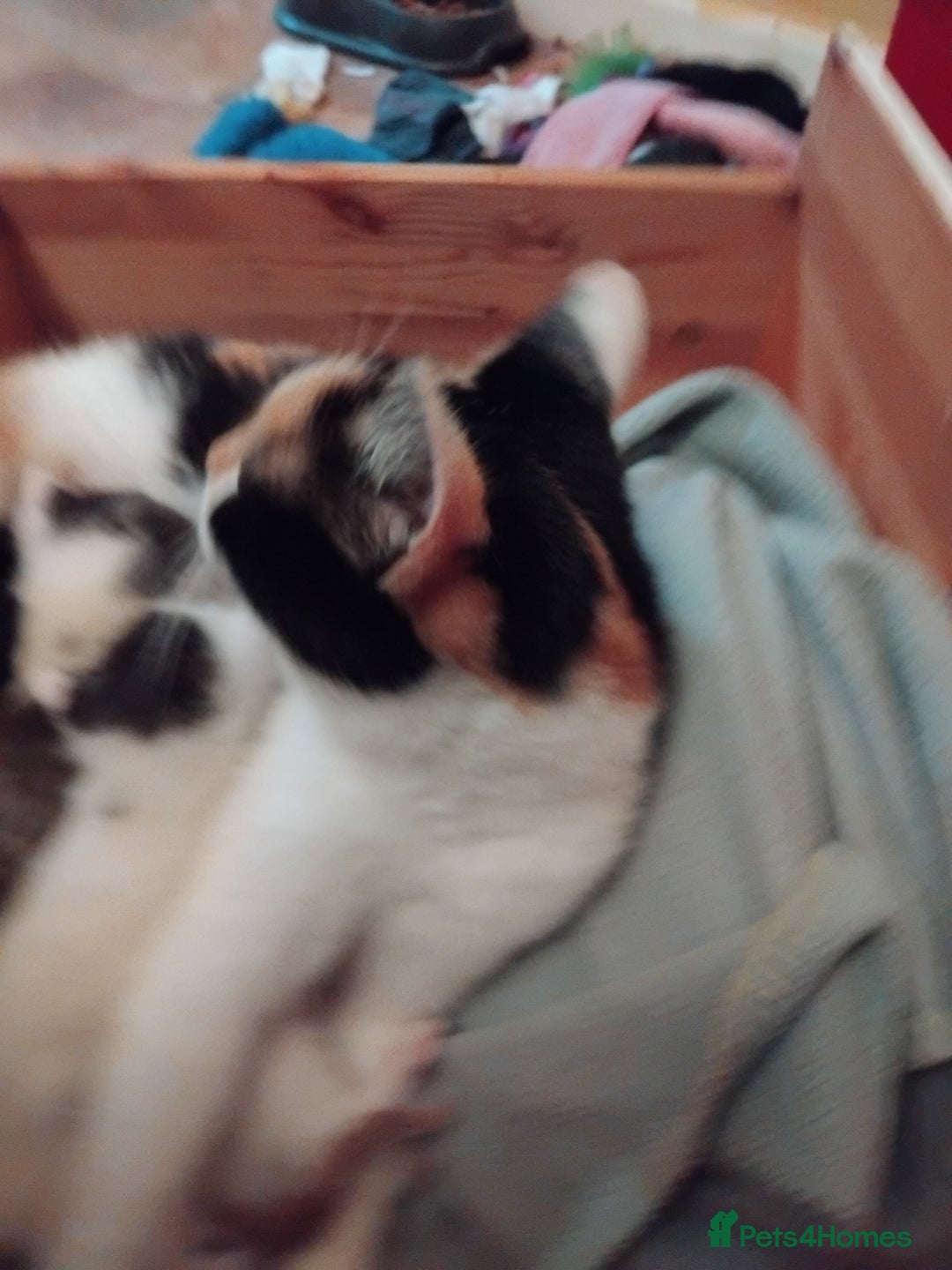 Mixed Breed cats for sale: Black and white kittens  - Advert 1