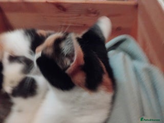 Mixed Breed cats Black and white kittens - Advert 1