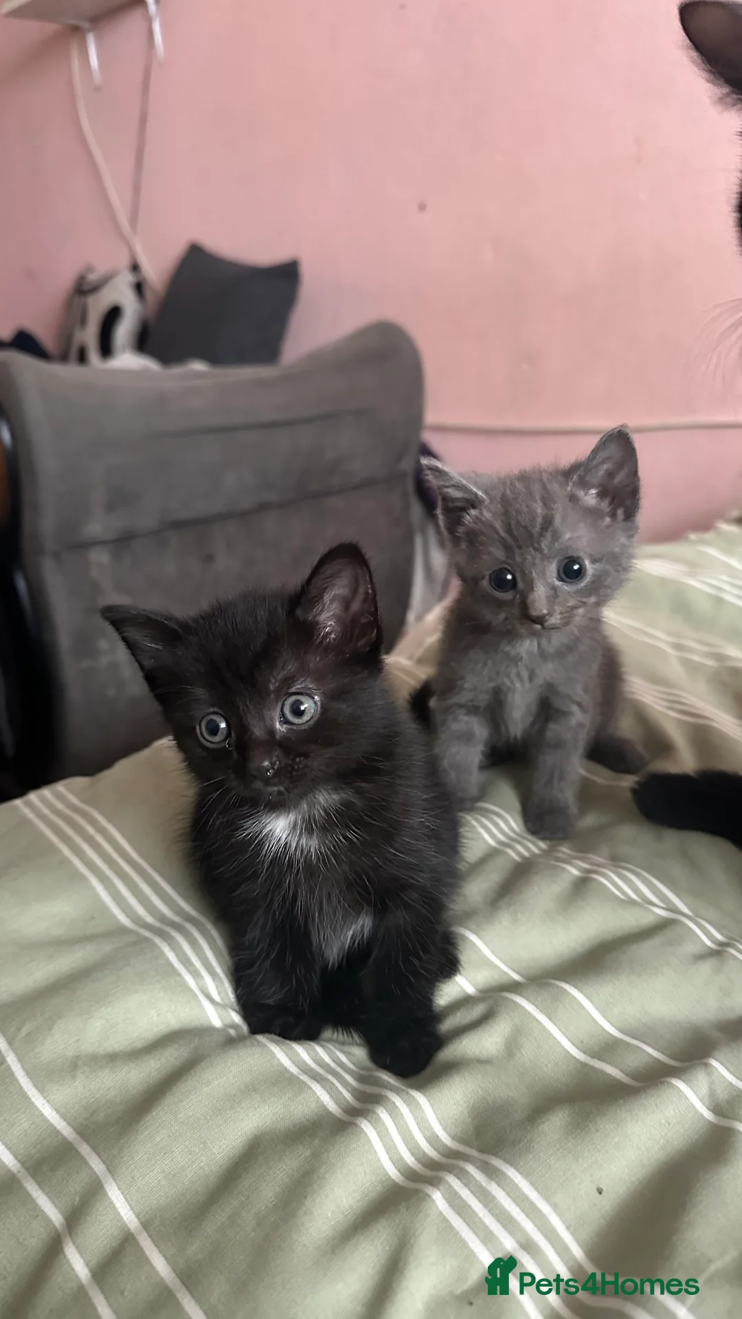 Domestic Shorthair cats for sale: Friendly playful kittens looking for a loving home - Advert 2