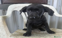 Labrador Retriever dogs for sale: 🖤 Dolly the Black Labrador Girl 🖤 in Market Rasen - Image 2
