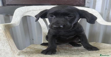 Labrador Retriever dogs in Market Rasen - Advert 4