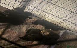 Domestic Shorthair cats for sale: 2 litters  - Image 1