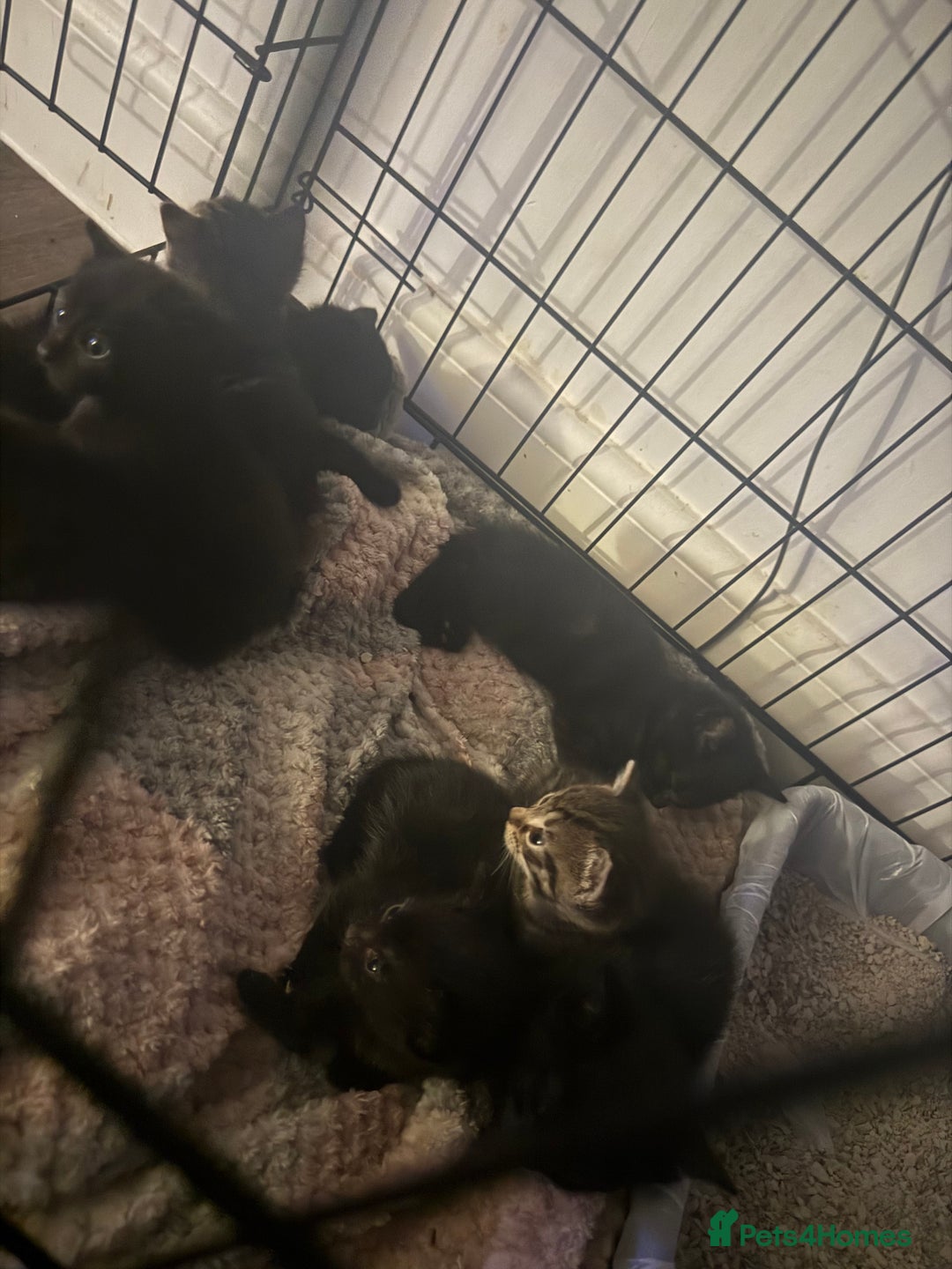 Domestic Shorthair cats for sale: 2 litters  - Image 1