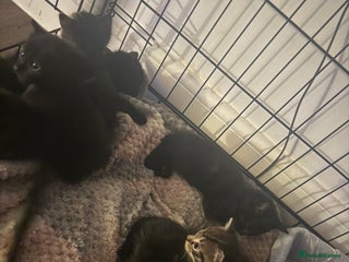 Domestic Shorthair cats - Advert 12