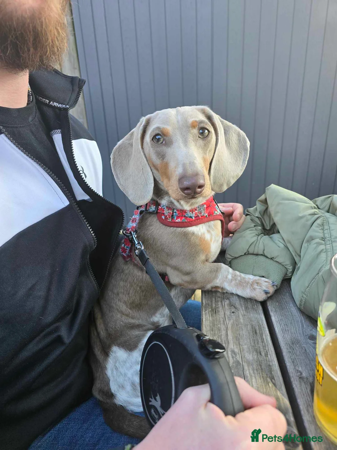 Miniature Dachshund dogs for sale: Male Miniature Dachshund - Advert 3