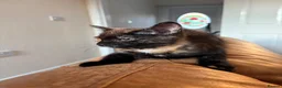 Mixed Breed cats for sale: Tortoise Female Kitten  - Advert 35