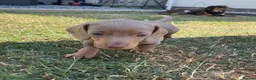 Miniature Dachshund dogs for sale: Miniature Dachshund Puppies - Stunning Litter in Nottingham - Advert 10