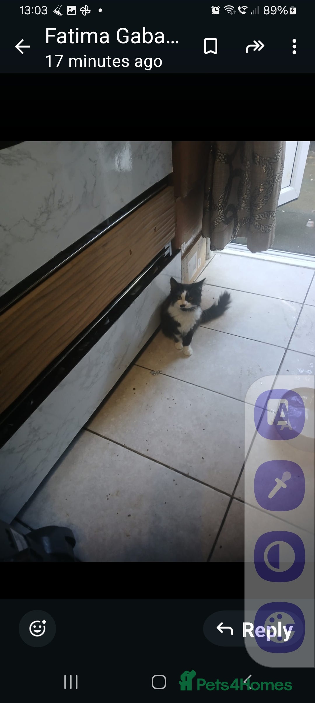 Mixed Breed cats for sale: Fluffs&Sibs - Image 4
