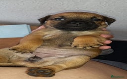 Patterdale Terrier dogs for sale: PATTERDALE TERRIER SMOOTH HAIRED MOTHER  - Image 24