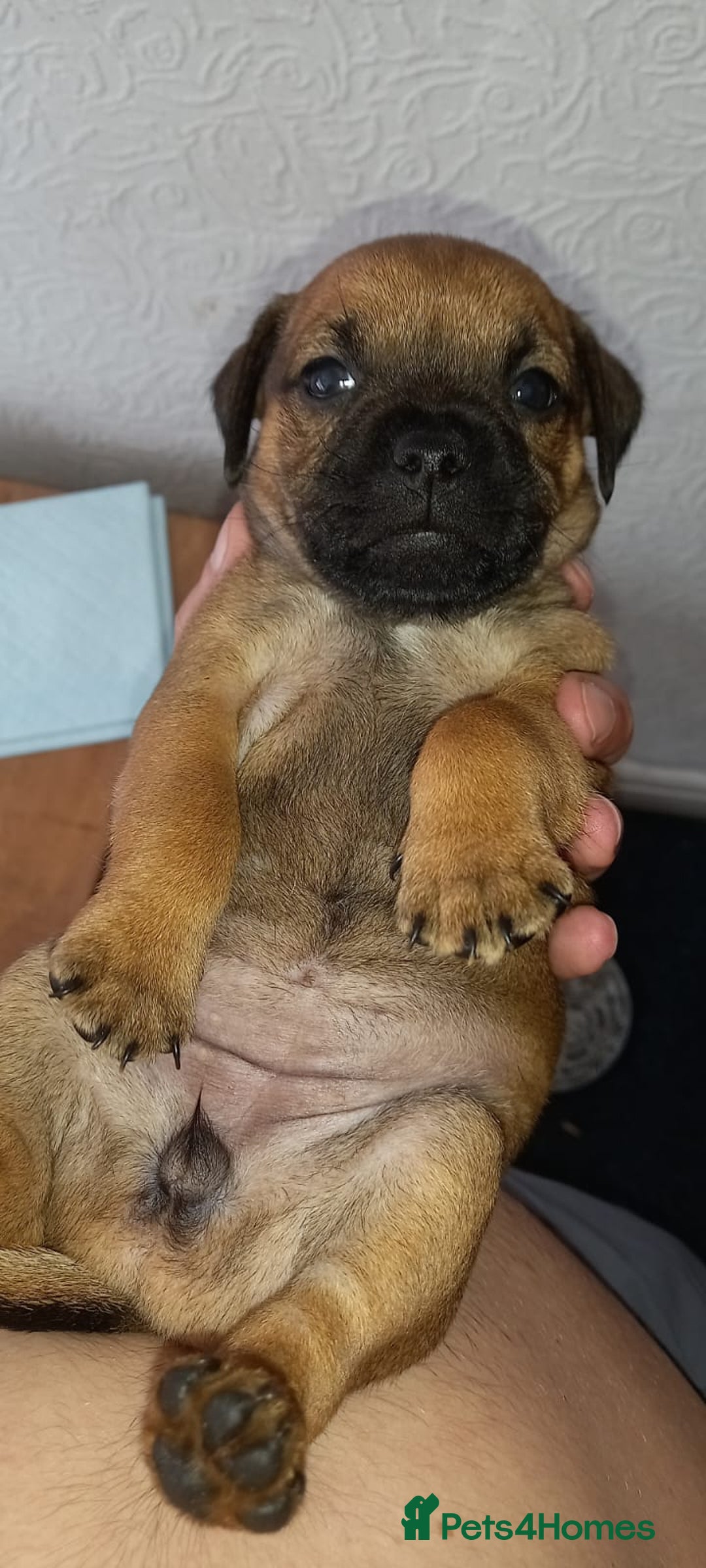 Patterdale Terrier dogs for sale: PATTERDALE TERRIER SMOOTH HAIRED MOTHER  - Image 24