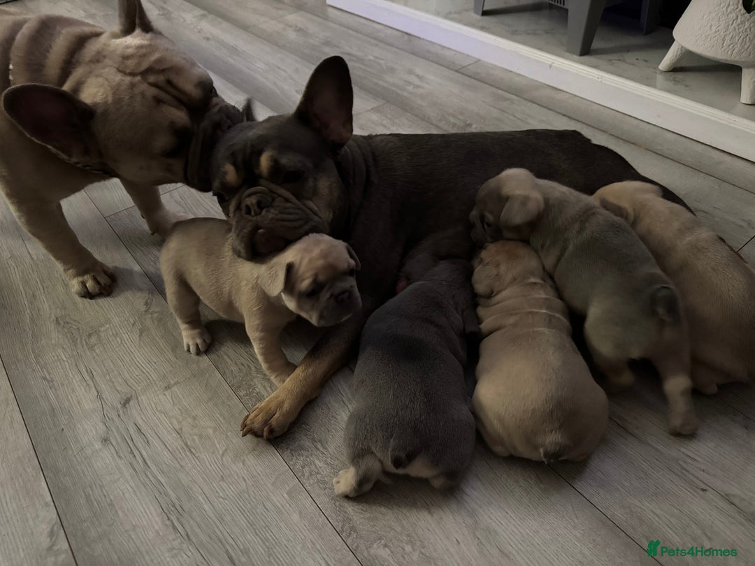 French Bulldog dogs for sale: LILAC Frawn 1girl pup left(I own both mom and dad) - Image 22