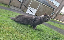 Maine Coon cats for sale: Maine coons for sale boy  - Image 3