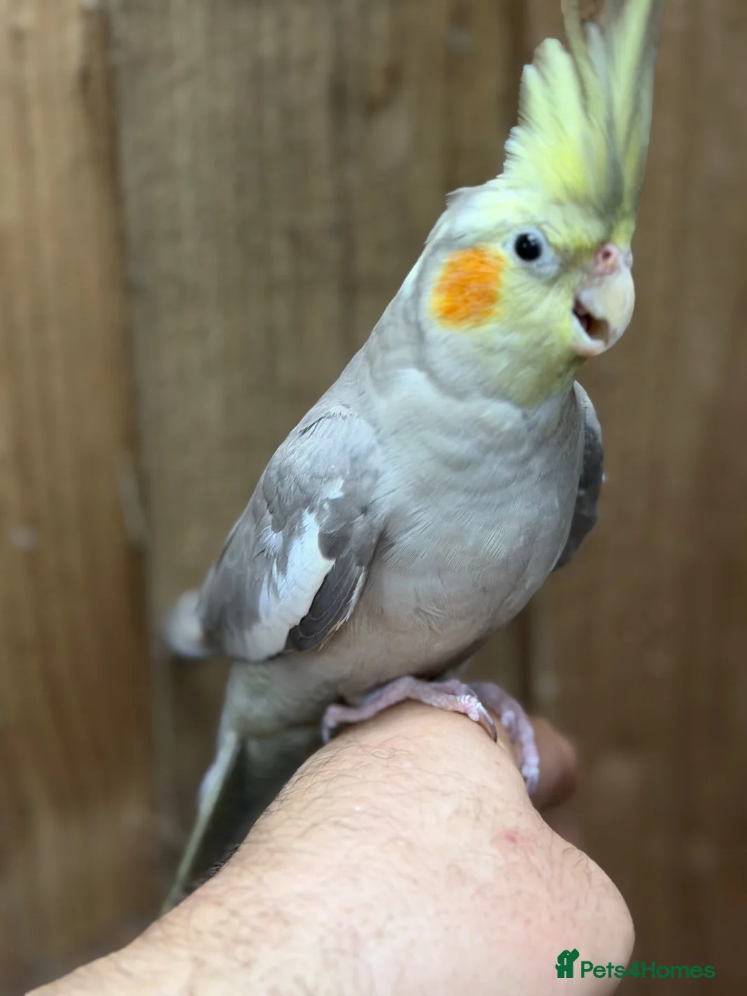 Cockatiels birds for sale: Baby cocktails  - Advert 2