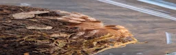Mixed Breed invertebrates for sale: Giant African Millipede and Tarantulas available - Advert 4