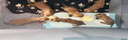 Miniature Dachshund dogs for sale: Stunning litter short hair mini dax  - Advert 9