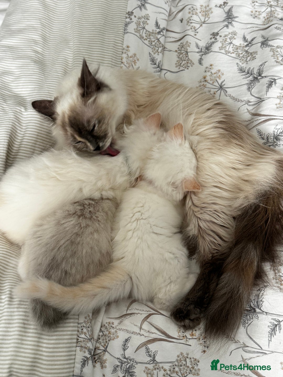 Ragdoll cats for sale: Beautiful Ragdoll Kittens, 2 Flamepoint, 1 mitted - Image 20