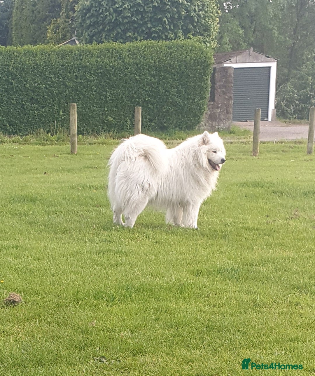Samoyed dogs for sale: Female Chunky Pedigree Samoyeds Avaliable  - Advert 14