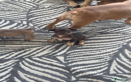 French Bulldog dogs for sale: French bulldog puppies  - Image 2