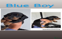 Dachshund dogs for sale: Miniature dachshunds - Image 6