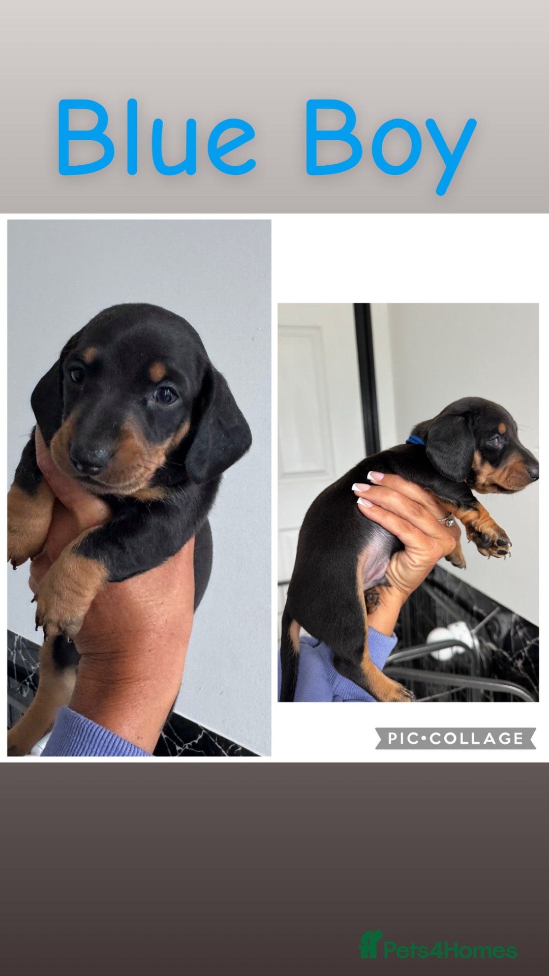 Dachshund dogs for sale: Miniature dachshunds - Image 6