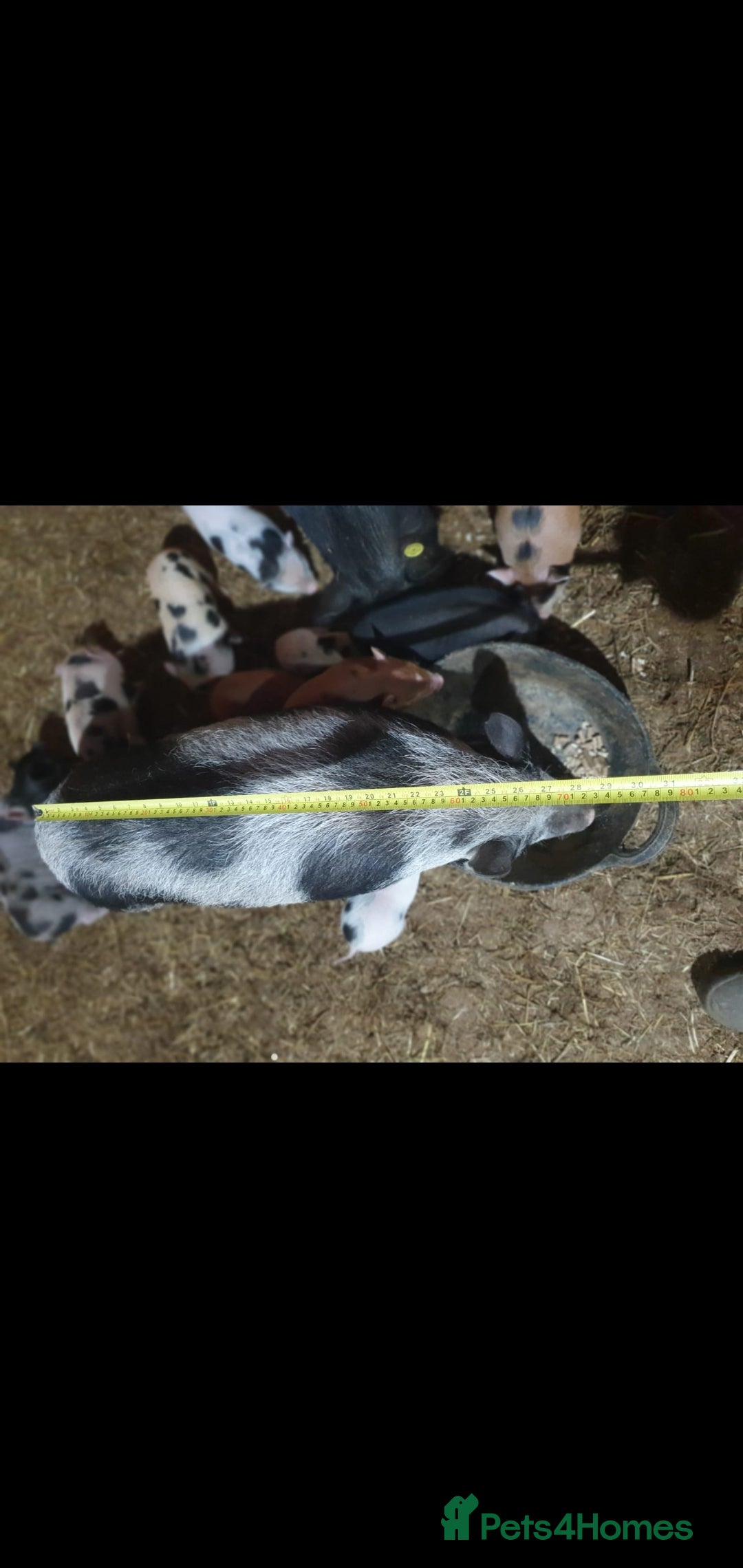 Pig livestock for sale: Mini juliana micro pigs  - Advert 5