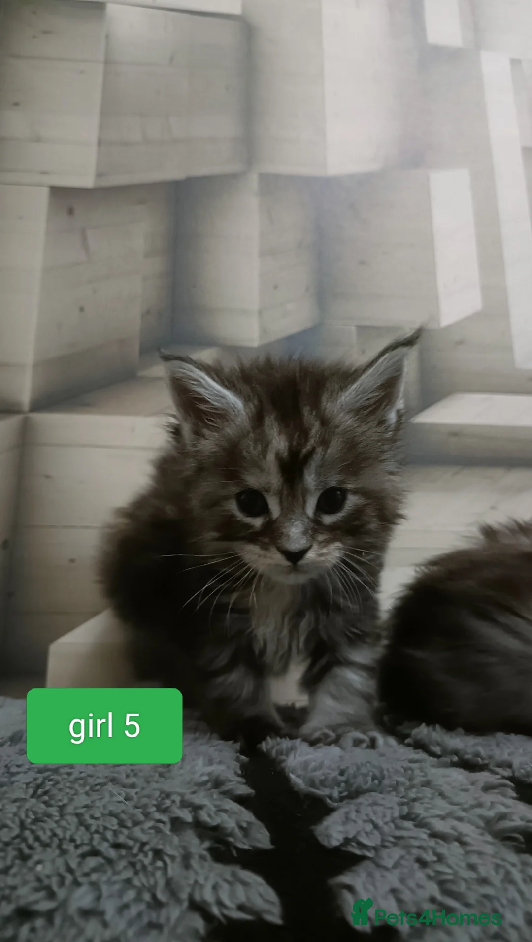 Maine Coon cats for sale: 😻😻😻Adorable fluffy Maine Coon kittens 😻😻😻 - Advert 20