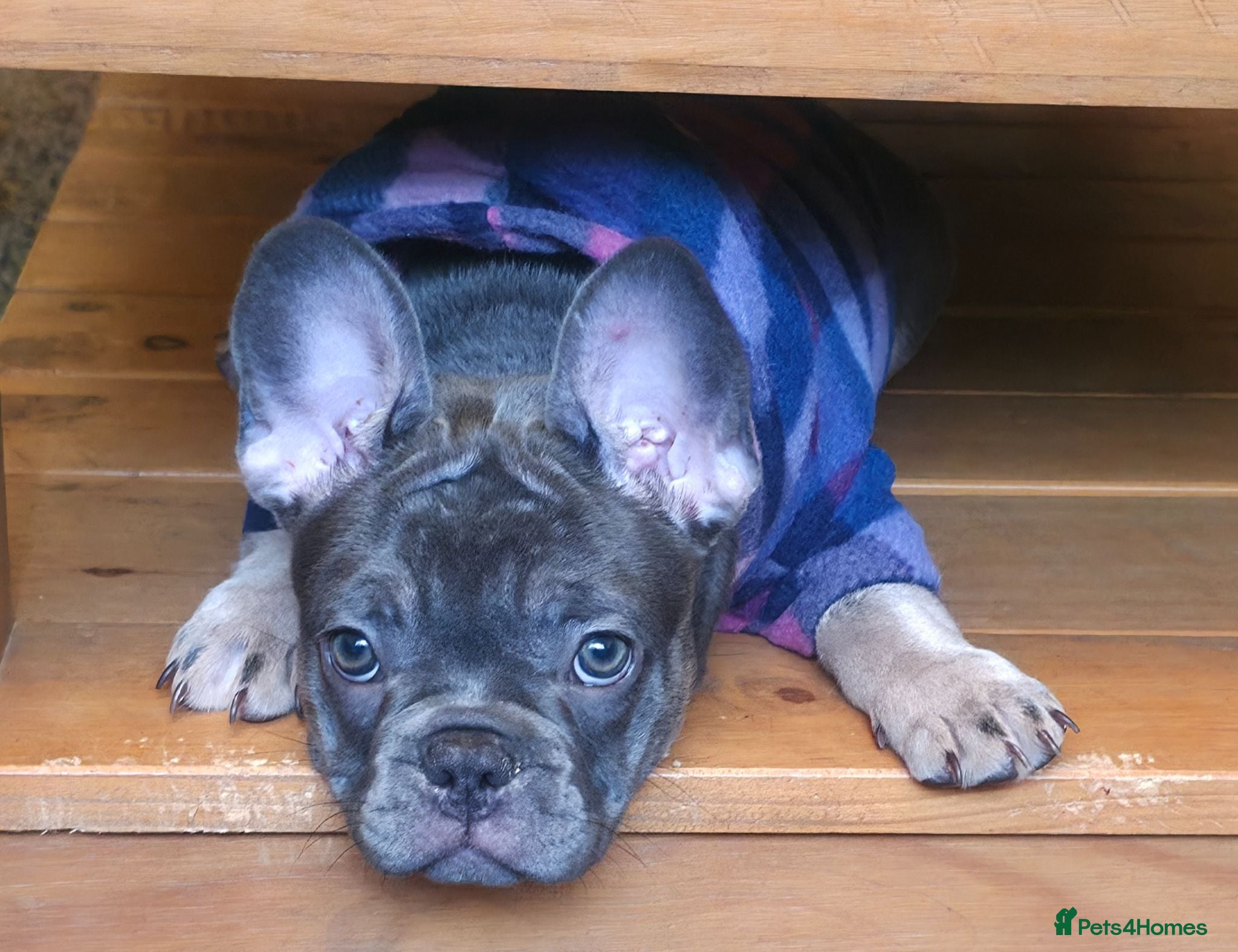 French Bulldog dogs Probably the best litter of Frenchies in the UK - Advert 13