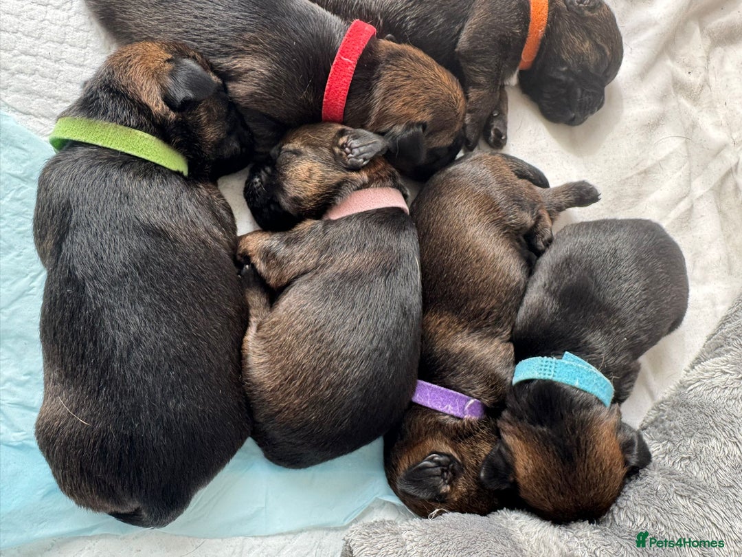 Border Terrier dogs for sale: Border Terrier Puppies (ready 22 Oct 2025) - Image 3