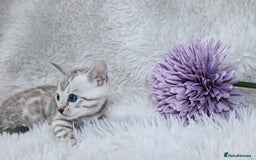 Bengal cats for sale: 🏆OUTSTANDING SHOW WINNING BENGALS KITTENS🔥 - Image 10