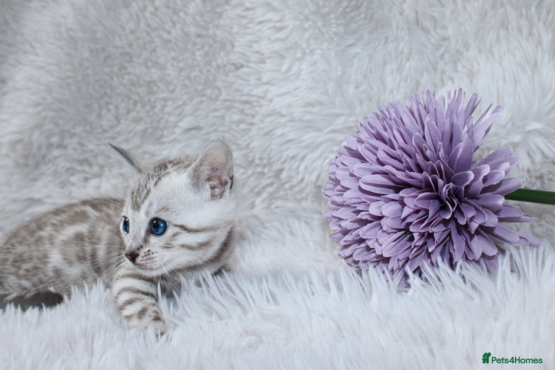 Bengal cats for sale: 🏆OUTSTANDING SHOW WINNING BENGALS KITTENS🔥 - Image 10