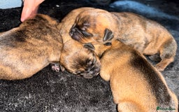 Mixed Breed dogs for sale: Beautiful Rottweiler x bullmastiff puppies - Image 4
